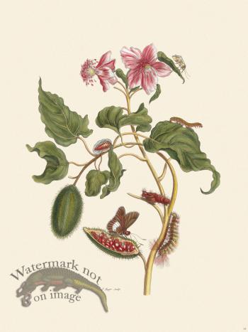 Merian Metamorphosis 44